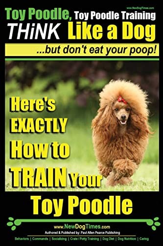 Toy poodle - toy,
