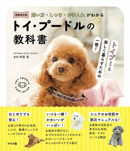 Toy poodle care - toy, training