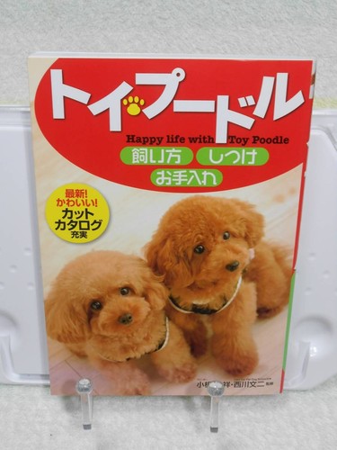 Toy poodle care - toy, &