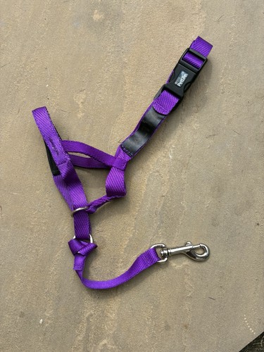 Purple halti dog headcollar - halti,