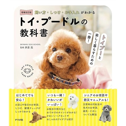 Toy poodle care training - poodle,
