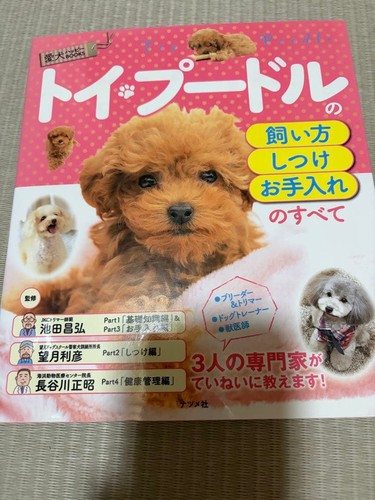 How raise toy poodle - to, poodle,