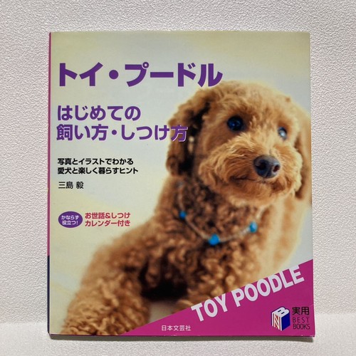 Introducing toy poodles - introducing,