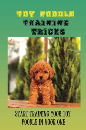 Toy poodle training - training, tricks