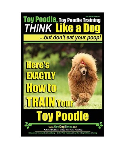 Toy poodle - toy, poodle,