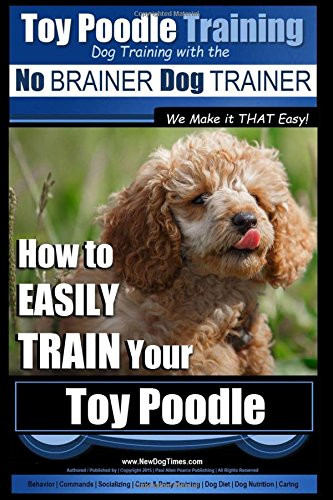 Toy poodle training - training, dog