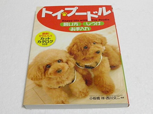 Toy poodle care - training,, and