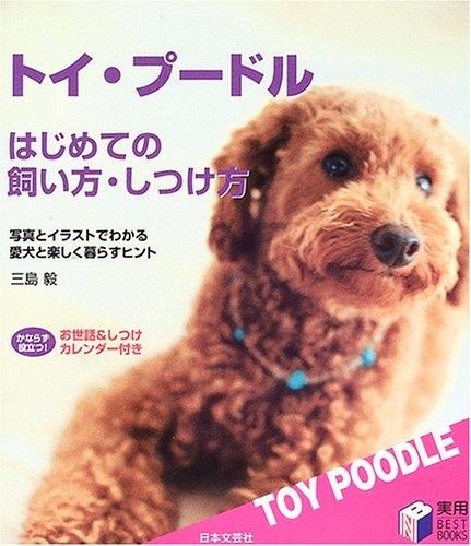 Toy poodle first time care - toy, and
