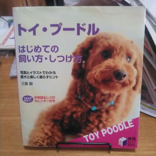 Toy poodle first - toy, poodle: