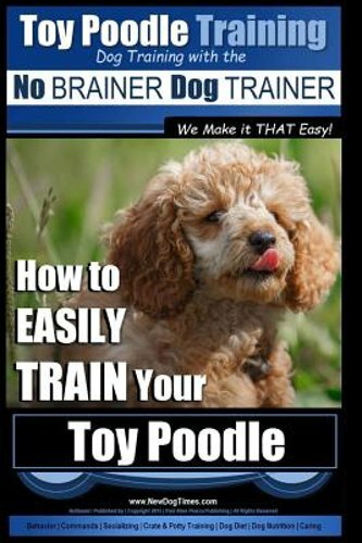 Toy poodle training dog - training,